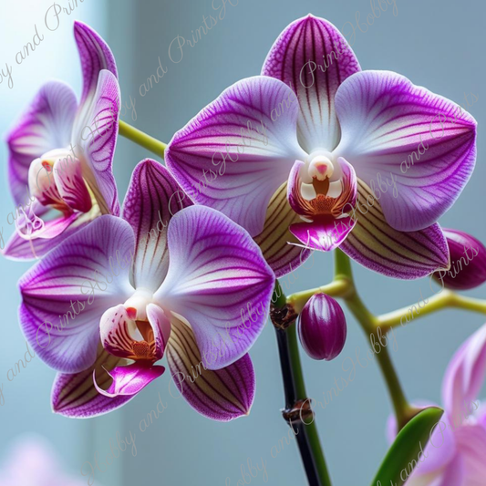 majestätische Orchidee
